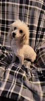 PRINCE1, a male Poodle - Miniature  for sale in Thomaston, GA – Photo 6 of 7