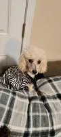 PRINCE1, a male Poodle - Miniature  for sale in Thomaston, GA – Photo 4 of 7