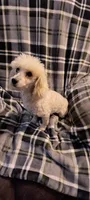 PRINCE1, a male Poodle - Miniature  for sale in Thomaston, GA – Photo 2 of 7