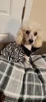 PRINCE1, a male Poodle - Miniature  for sale in Thomaston, GA – Photo 7 of 7