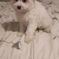 BUDDY, a male Pomeranian and Poodle - Miniature  for sale in Thomaston, GA – Photo 7 of 9