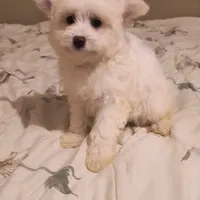 BUDDY, a male Pomeranian and Poodle - Miniature  for sale in Thomaston, GA – Photo 3 of 9