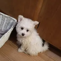 BUDDY, a male Pomeranian and Poodle - Miniature  for sale in Thomaston, GA – Photo 2 of 9