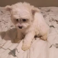 BUDDY, a male Pomeranian and Poodle - Miniature  for sale in Thomaston, GA – Photo 8 of 9