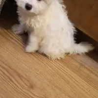 BUDDY, a male Pomeranian and Poodle - Miniature  for sale in Thomaston, GA – Photo 4 of 9