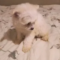 BUDDY, a male Pomeranian and Poodle - Miniature  for sale in Thomaston, GA – Photo 6 of 9