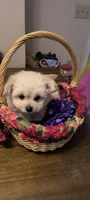 Teddy, a male Pomeranian and Poodle - Miniature  for sale in Thomaston, GA – Photo 9 of 10