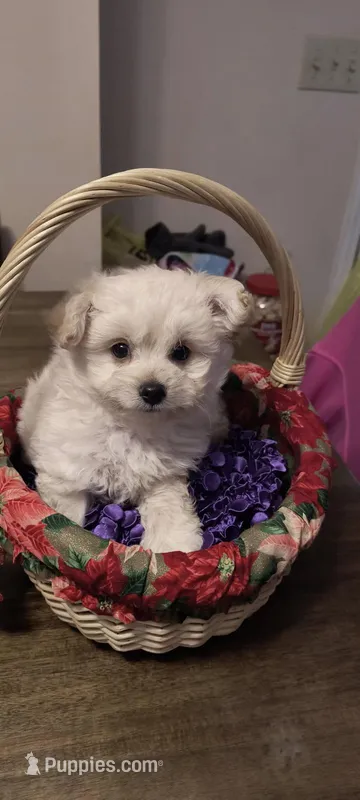 Teddy – Pomeranian, Poodle - Miniature  puppy for sale in Thomaston, GA