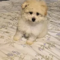 TOBY, a male Pomeranian and Poodle - Miniature  for sale in Thomaston, GA – Photo 5 of 9