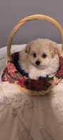 Teddy, a male Pomeranian and Poodle - Miniature  for sale in Thomaston, GA – Photo 6 of 10