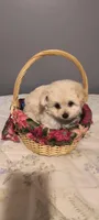 Teddy, a male Pomeranian and Poodle - Miniature  for sale in Thomaston, GA – Photo 7 of 10