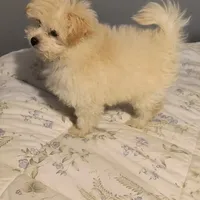 TOBY, a male Pomeranian and Poodle - Miniature  for sale in Thomaston, GA – Photo 6 of 9