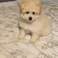 TOBY, a male Pomeranian and Poodle - Miniature  for sale in Thomaston, GA – Photo 3 of 9