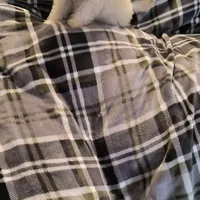 TOBY, a male Pomeranian and Poodle - Miniature  for sale in Thomaston, GA – Photo 7 of 9