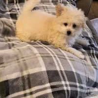 TOBY, a male Pomeranian and Poodle - Miniature  for sale in Thomaston, GA – Photo 1 of 9