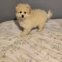 TOBY, a male Pomeranian and Poodle - Miniature  for sale in Thomaston, GA – Photo 8 of 9