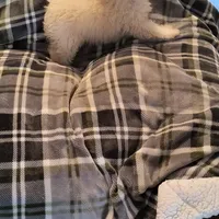 TOBY, a male Pomeranian and Poodle - Miniature  for sale in Thomaston, GA – Photo 9 of 9