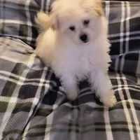 TOBY, a male Pomeranian and Poodle - Miniature  for sale in Thomaston, GA – Photo 2 of 9