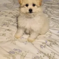 TOBY, a male Pomeranian and Poodle - Miniature  for sale in Thomaston, GA – Photo 4 of 9