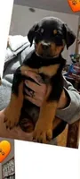 orange boy, a male Rottweiler for sale in Sharpsville, PA – 2 of 3
