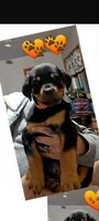 orange boy, a male Rottweiler for sale in Sharpsville, PA – 3 of 3