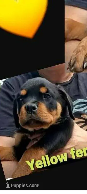 yellow girl – Rottweiler puppy for sale in Sharpsville, PA