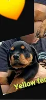 yellow girl, a male Rottweiler for sale in Sharpsville, PA – 1 of 2