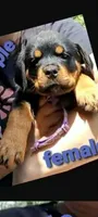 purple girl, a female Rottweiler for sale in Sharpsville, PA – 3 of 3