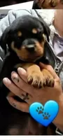 blue boy, a male Rottweiler for sale in Sharpsville, PA – 2 of 3