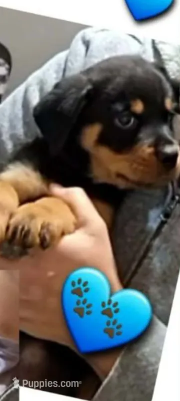 blue boy – Rottweiler puppy for sale in Sharpsville, PA