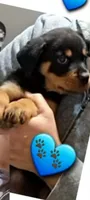 blue boy, a male Rottweiler for sale in Sharpsville, PA – 1 of 3