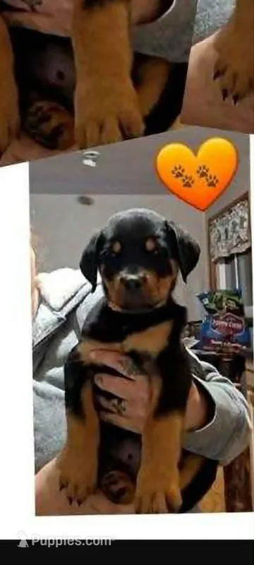 orange boy – Rottweiler puppy for sale in Sharpsville, PA