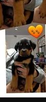 orange boy, a male Rottweiler for sale in Sharpsville, PA – 1 of 3