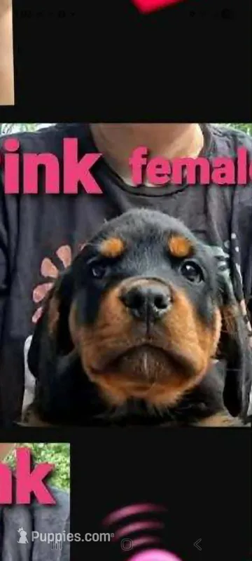 pink girl – Rottweiler puppy for sale in Sharpsville, PA