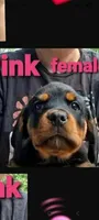 pink girl, a female Rottweiler for sale in Sharpsville, PA – 1 of 1