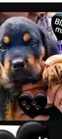 black boy, a male Rottweiler for sale in Sharpsville, PA – 3 of 3