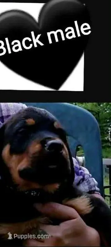 black boy – Rottweiler puppy for sale in Sharpsville, PA