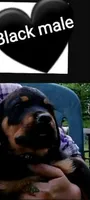 black boy, a male Rottweiler for sale in Sharpsville, PA – 1 of 3