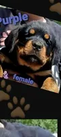 purple girl, a female Rottweiler for sale in Sharpsville, PA – 2 of 3