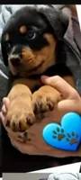 blue boy, a male Rottweiler for sale in Sharpsville, PA – 3 of 3