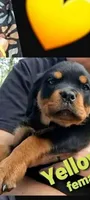 yellow girl, a male Rottweiler for sale in Sharpsville, PA – 2 of 2