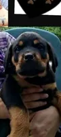 black boy, a male Rottweiler for sale in Sharpsville, PA – 2 of 3
