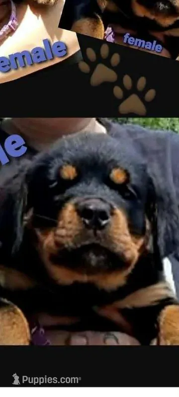 purple girl – Rottweiler puppy for sale in Sharpsville, PA