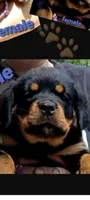 purple girl, a female Rottweiler for sale in Sharpsville, PA – 1 of 3