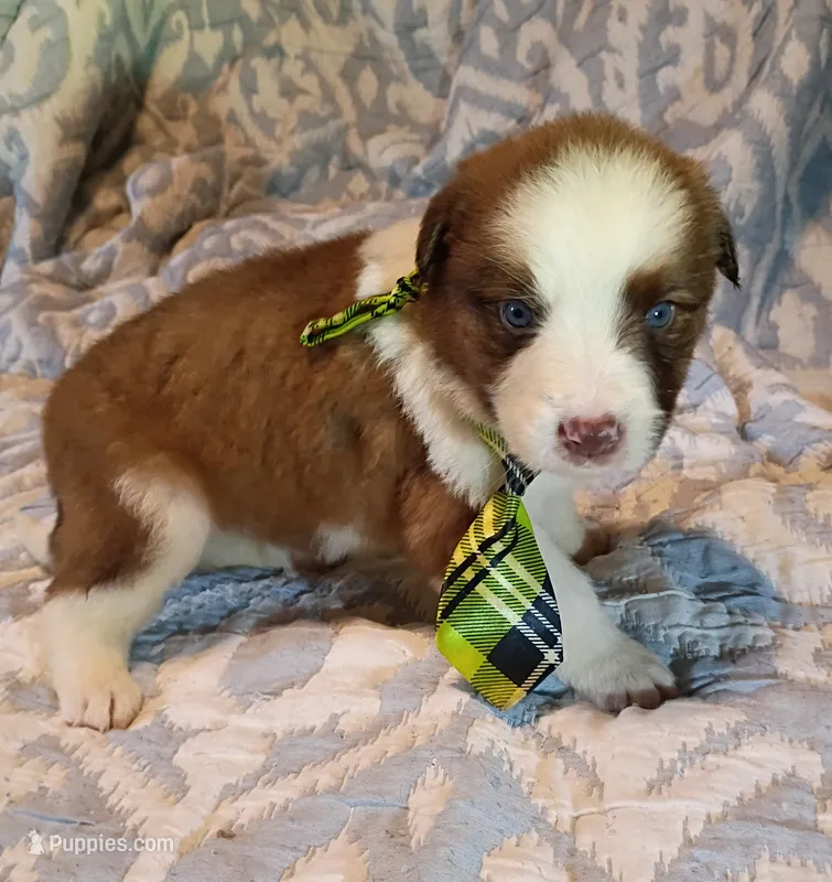 Franklin – Australian Shepherd puppy for sale in Sugartown, LA