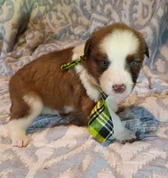 Franklin, a male Australian Shepherd for sale in Sugartown, LA – 1 of 2