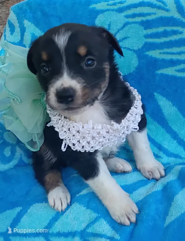 Ophelia  – Australian Shepherd, Border Collie puppy for sale in Sugartown, LA