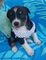 Ophelia , a female Australian Shepherd and Border Collie for sale in Sugartown, LA – 1 of 1