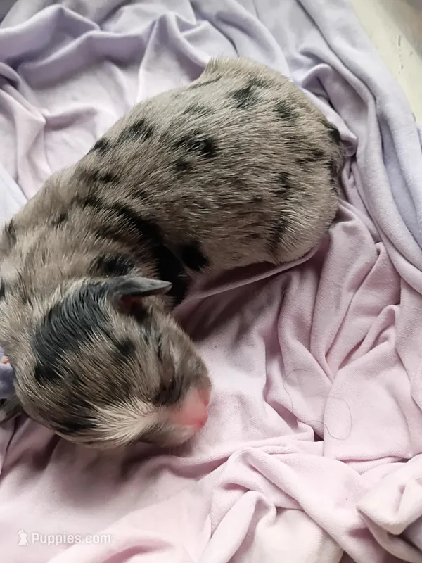 Decker – Miniature Australian Shepherd puppy for sale in Sugartown, LA