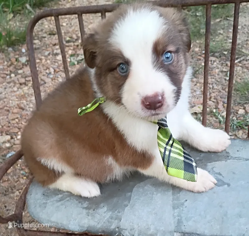 Franklin – Australian Shepherd puppy for sale in Sugartown, LA